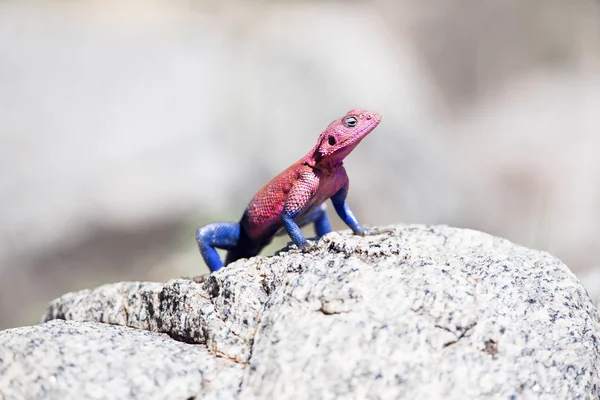 Gecko in Africa — Stock Photo, Image