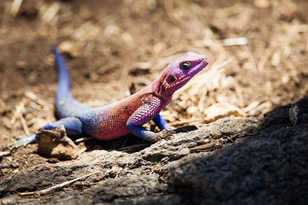 Colorful gecko in Africa — Stock Photo, Image