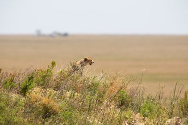 serengeti içinde çita