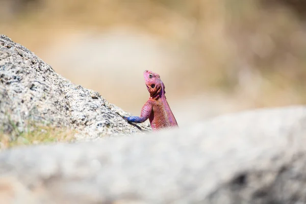 Gecko behind a rock — Stock Photo, Image