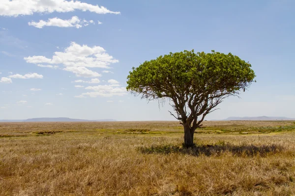 Baum in der Serengeti — Stockfoto