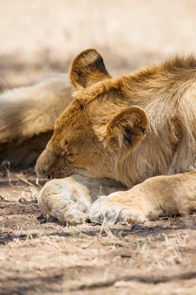 Lejon stolthet sover i Afrika — Stockfoto