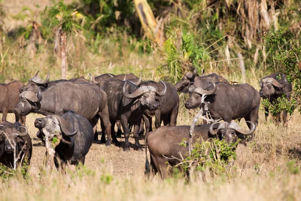Búfalos na África de serengeti — Zdjęcie stockowe