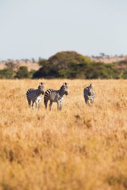 Zebras standing in the grass clipart