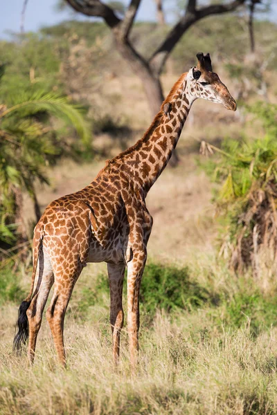 Giraff i serengeti — Stockfoto