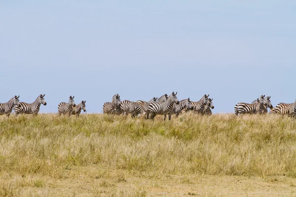 Zebry wypas w serengeti — Zdjęcie stockowe