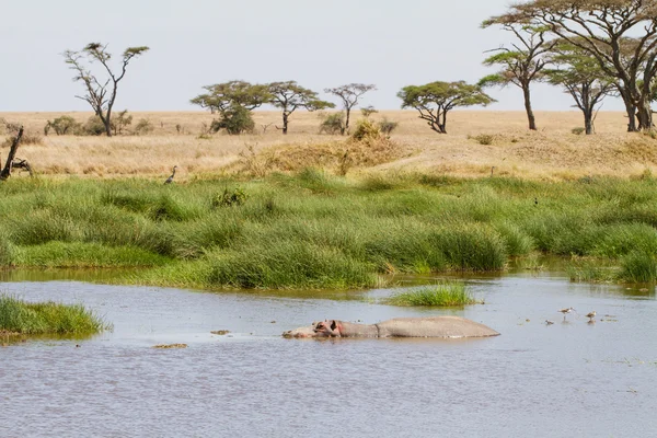 Hipopótamo en el agua —  Fotos de Stock