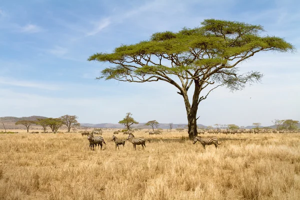 Pâturage de zèbres dans le Serengeti — Photo