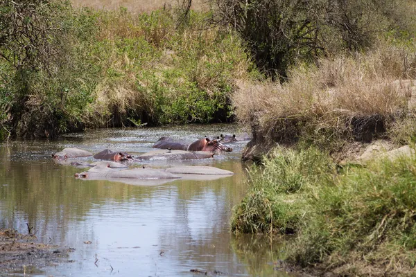 Hippos avkjøling i vann – stockfoto