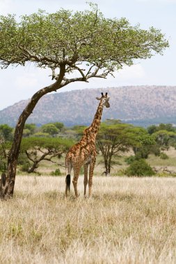 Afrika ağaç altında zürafa