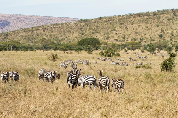 Zebry wypas w Tanzanii — Zdjęcie stockowe