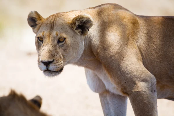 Lion in Tanzania — Stock Photo, Image