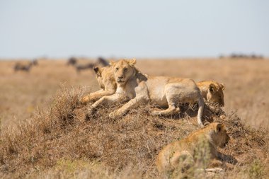 aslan gurur içinde serengeti aittir
