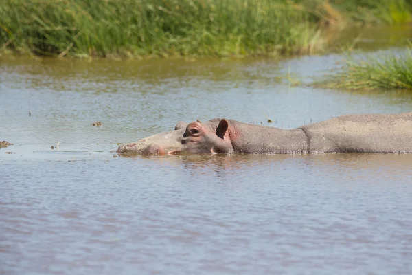Hippo in Serengeti Tanzania — Stockfoto