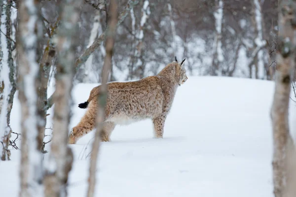 Lynx se vplíží v zimním lese — Stock fotografie