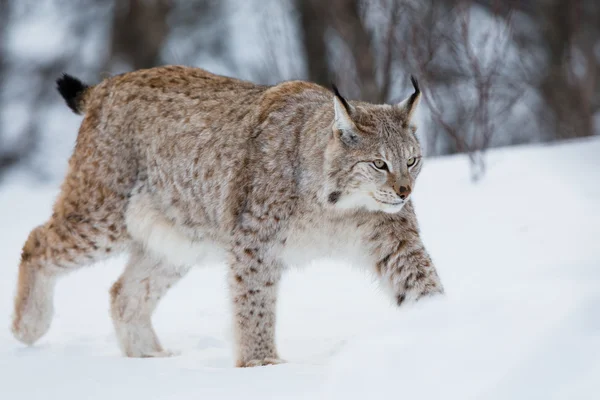 Lynx karda yürüme — Stok fotoğraf