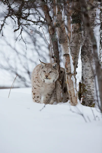 Lynx v zimním lese — Stock fotografie