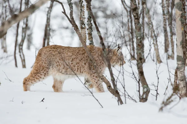 Lynx sneaks in the winter forest — Stock Photo, Image