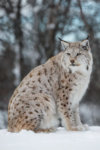 Lynx sentado na neve — Fotografia de Stock