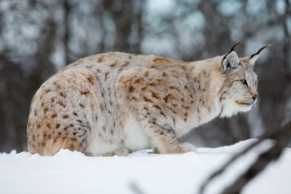 Lynx karda aittir — Stok fotoğraf