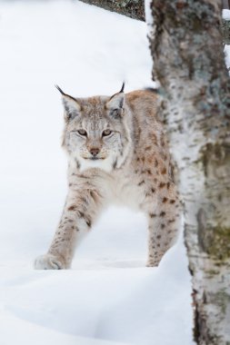 European lynx sneaking in the snow clipart