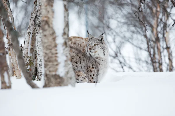 Lynx v zimě forrest — Stock fotografie