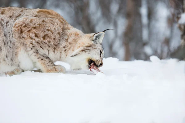 European lynx eating meat — Stock Photo, Image