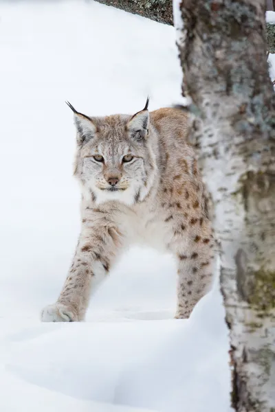 Lince europea sgattaiolare nella neve — Foto Stock