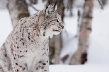 ormandaki gurur lynx