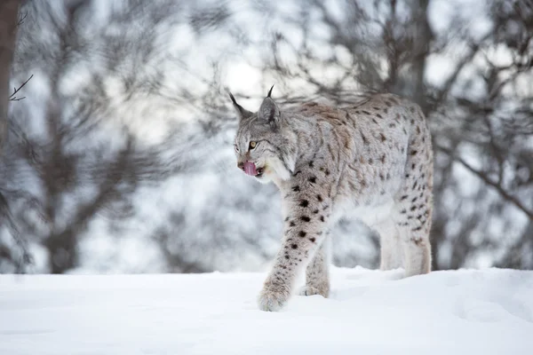 Lynx camina en el frío bosque invernal — Foto de Stock