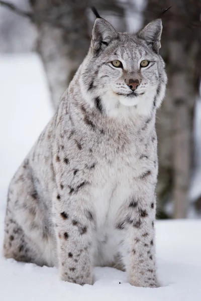 Orgulloso lince sentado en la nieve — Foto de Stock