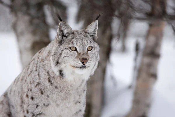 Hrdý lynx v zimním lese — Stock fotografie