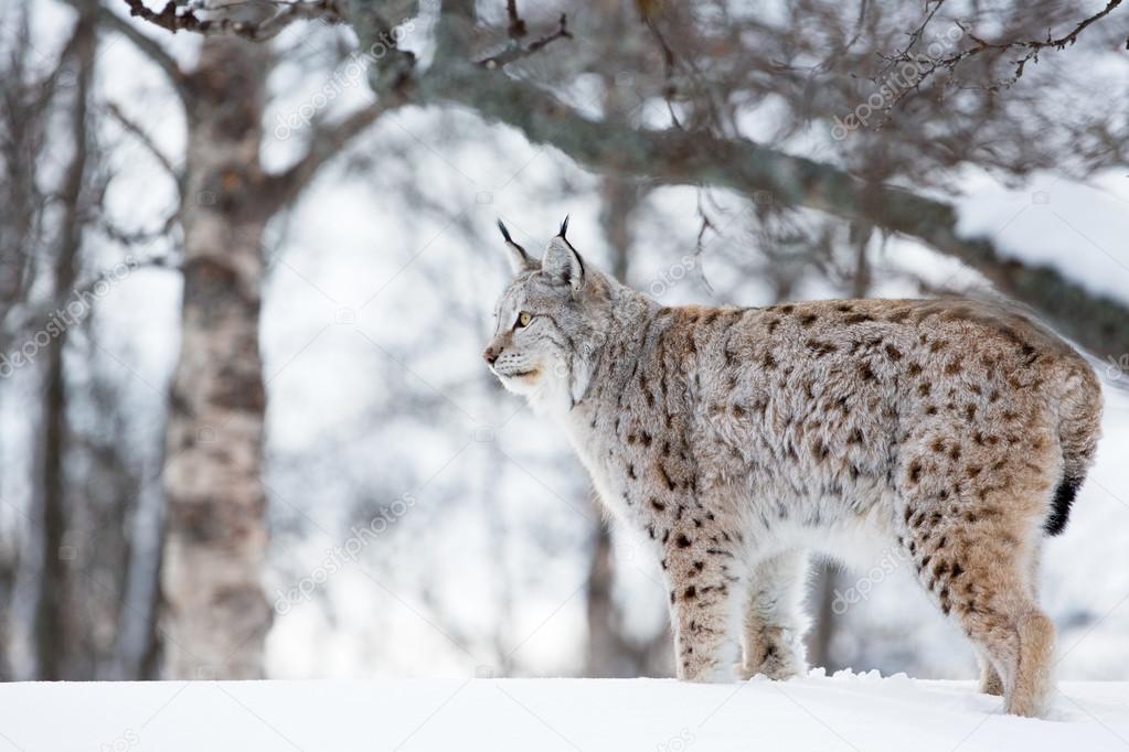 Lynx in winter landscape