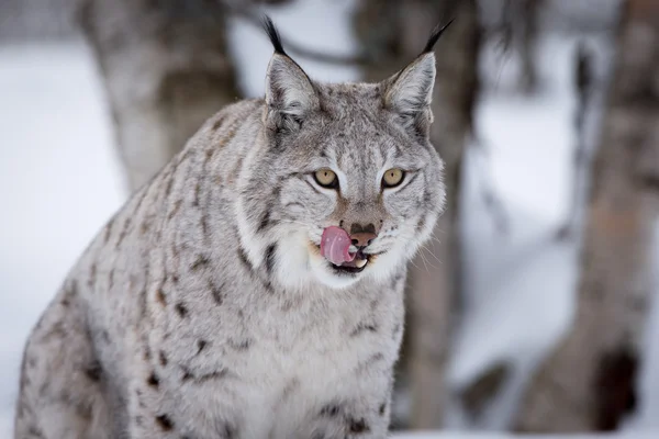 Luchs leckt Lippen — Stockfoto