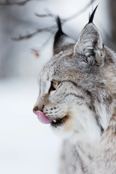 Närbild av lynx slickar läpparna — Stockfoto