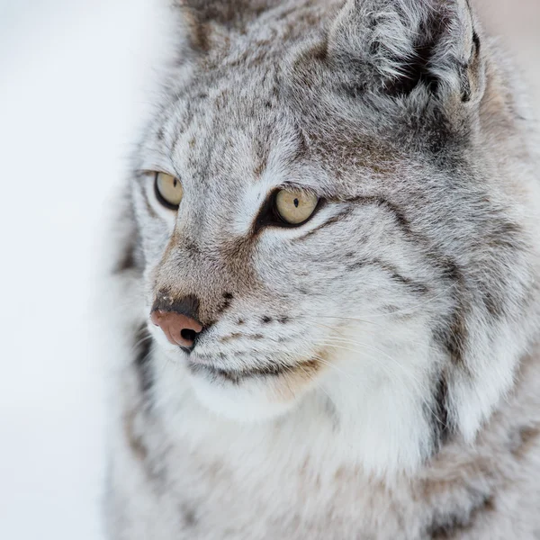 Close up van een lynx — Stockfoto