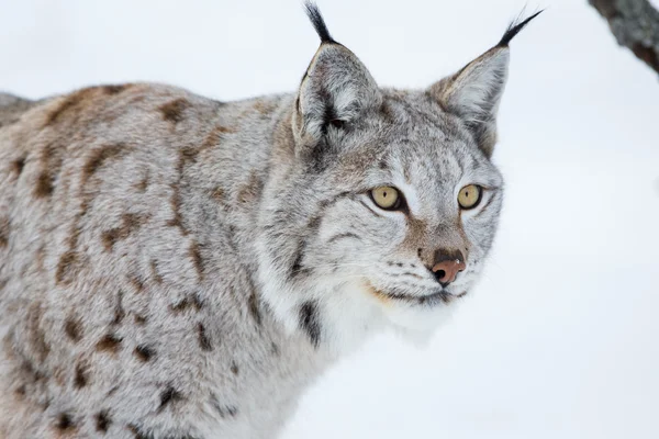 Avrupa lynx bir kış manzarası — Stok fotoğraf