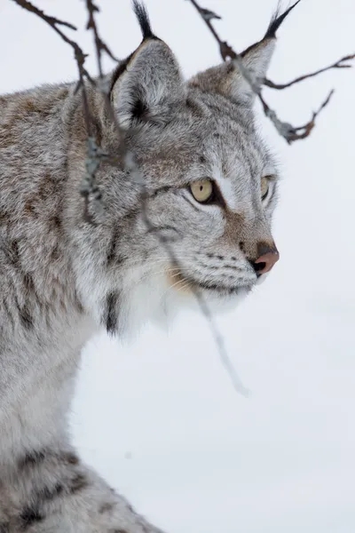 一只山猫，漫步在雪中的特写 — 图库照片