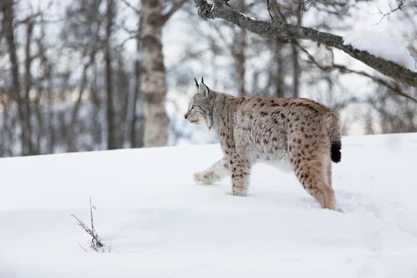 Lynx walking in the snow — Stock Photo, Image