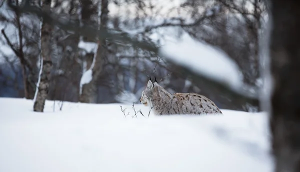 Lynx deitado na neve — Fotografia de Stock