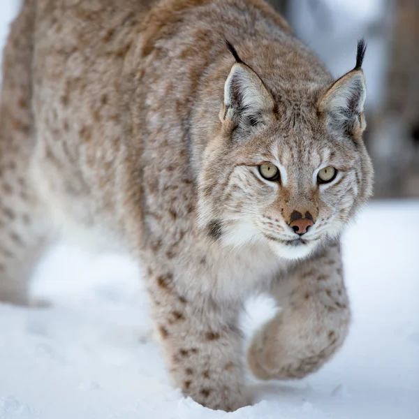 Close up van een lynx sluipen — Stockfoto
