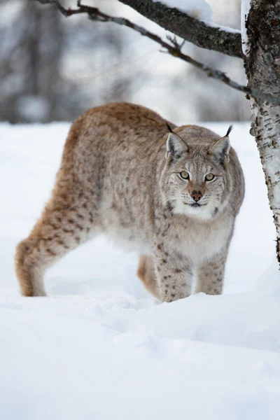 Lynx esgueirando-se na floresta — Fotografia de Stock