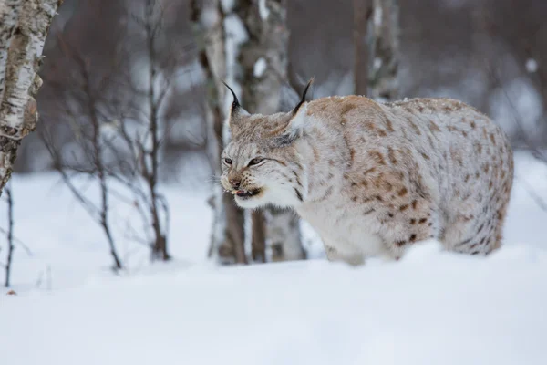 Lynx eating meat in the forest — Stock Photo, Image