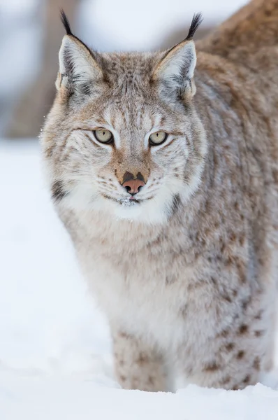 雪の中で誇りに思う lynx 立っています。 — ストック写真