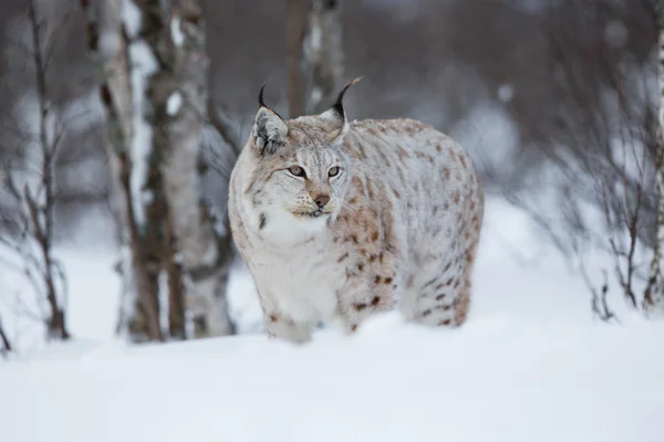 冬季森林里的山猫 — 图库照片