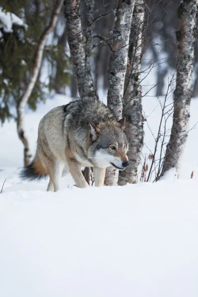 Ein Wolf schleicht im Wald — Stockfoto