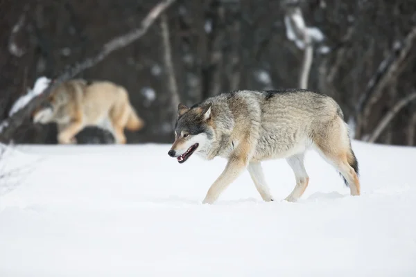 Twee wolven in de sneeuw — Stockfoto