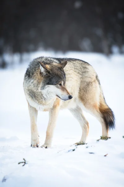 Un lobo en invierno —  Fotos de Stock