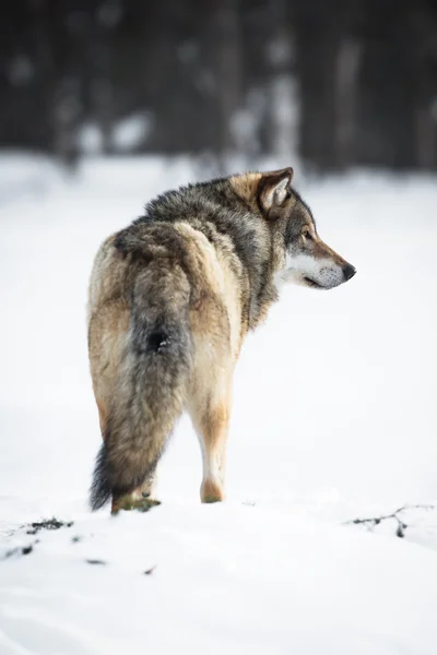 Um lobo na floresta — Fotografia de Stock