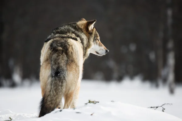 雪の中の狼 — ストック写真